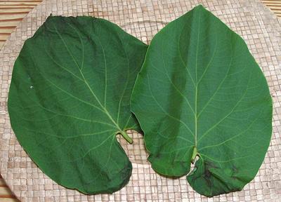 Two Hoja Santa Leaves