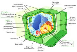 Plant Eukariot Cell