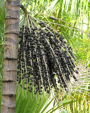 Açcai fruit on stems