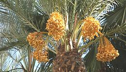 Date Palm Tree