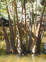 Nipa Palm Fronds