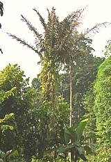 Arenga Palm Tree