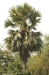 Palmya Palm Tree