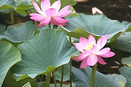 Lotus Flower