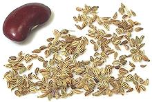 Ajwain Seeds