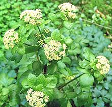 Flowering Alexanders Plant