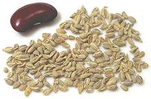 Seeds