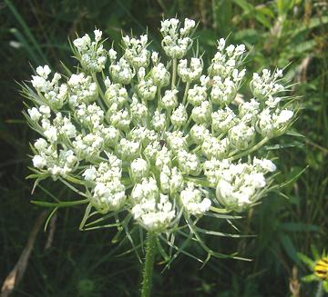 Carrot Flower