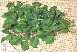 Cilantro Fronds