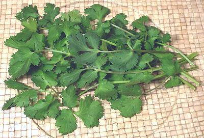 Cilantro Fronds