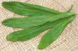 Culantro Leaves