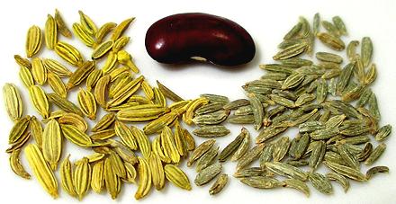 Fennel Seeds