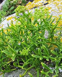 Rock Samphire Plant