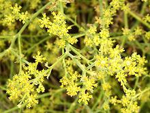 Flowering Tarhana Herb Plant