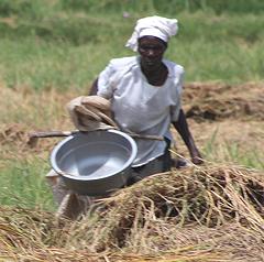 Woman Harvesting Rice