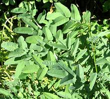 Leafy Canadian Burnet Plants