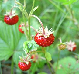 Live Woodland Strawberrys