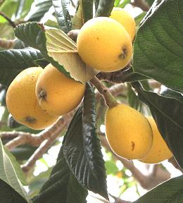 Loquats on Tree