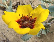 Desert Flower