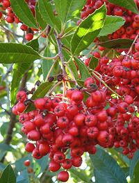 Callifornia Holly Fruit on Shrub