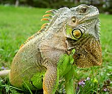 Live Green Iguana