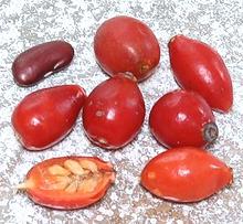 Whole and Cut Rose Hips