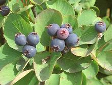 Serviceberries on Tree