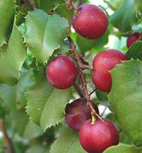 Hollyleaf Cherries on Shrub