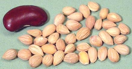 Mahaleb Seed Kernels