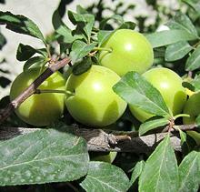 Cherry Plum Branch with Fruit