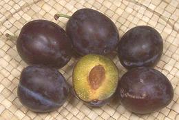 Italian Prune Plums, Whole & Cut