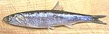 California Anchovy