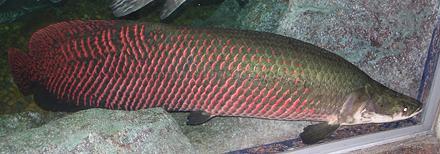 Live Arapaima