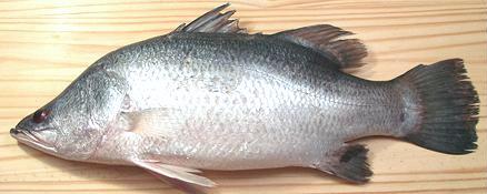 Whole Barramundi