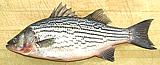 Striped Bass