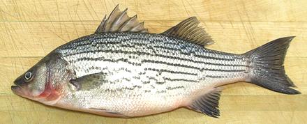 Striped Bass