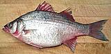 White Bass