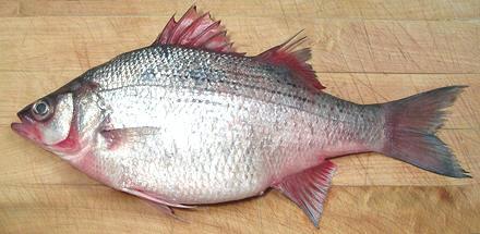 Whole White Bass