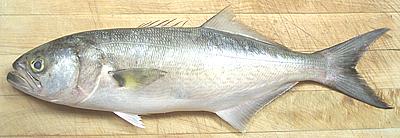 Whole Bluefish