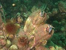 Giant Barnacles in nature