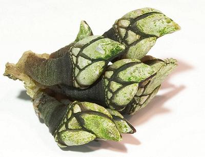 Cluster of Intertidal Goose Barnacles