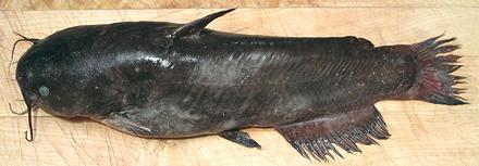 Whole Black Bullhead