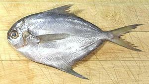 Butterfish 02d