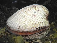 Akagai Clam, live and partially open