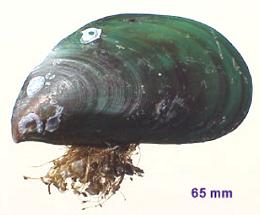 Asian Green Mussel