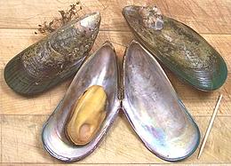 Green Lip Mussels