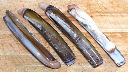 Razor Clams, closed and open