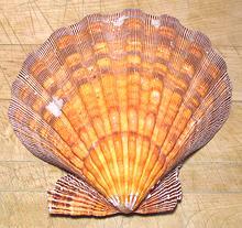 Atlantic Scallop Shell