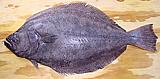 Calif. Halibut