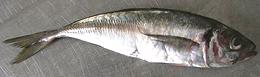 Whole Cape Horse Mackerel 01e